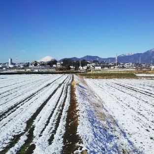 麦踏み体験