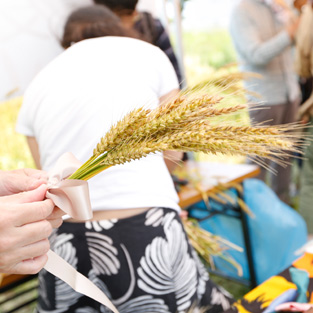 湘南小麦麦秋祭りエピ作り体験